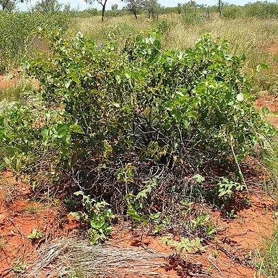 Ipomoea costata unspecified picture