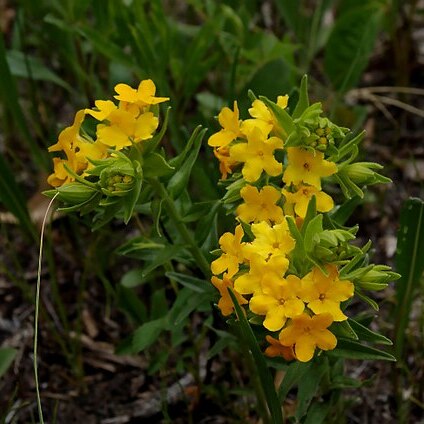 Lithospermum caroliniense unspecified picture