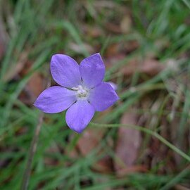 Wahlenbergia gracilenta unspecified picture