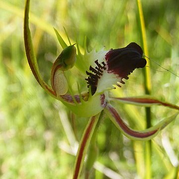 Caladenia villosissima unspecified picture