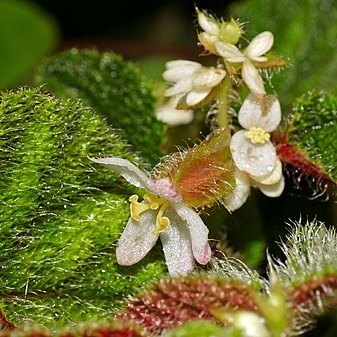 Begonia conipila unspecified picture