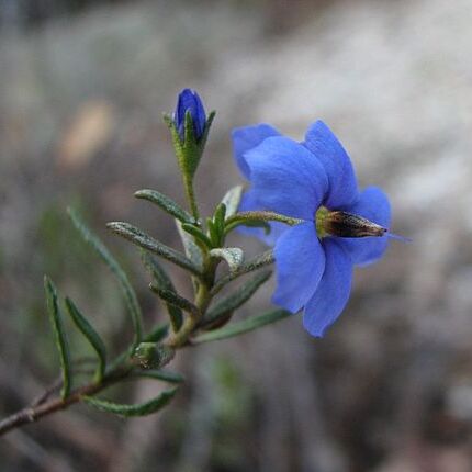 Halgania cyanea unspecified picture