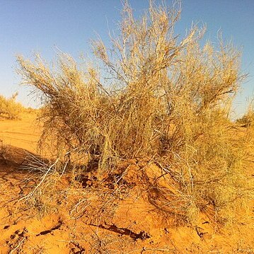 Haloxylon persicum unspecified picture