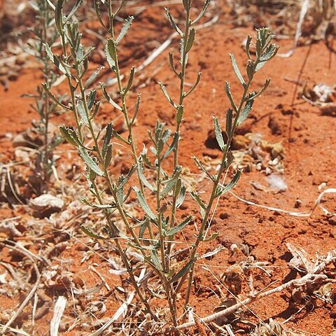 Haloragis glauca unspecified picture