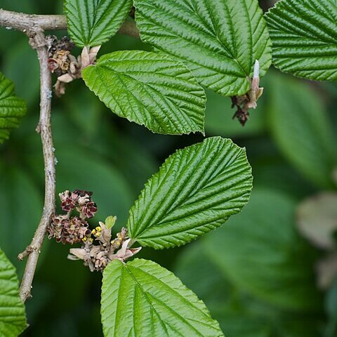 Hamamelis vernalis unspecified picture