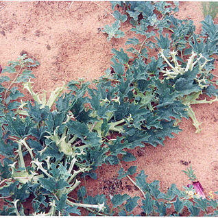 Harpagophytum procumbens unspecified picture