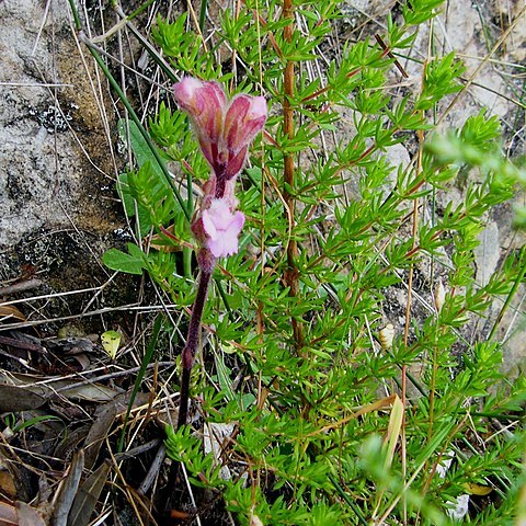 Harveya pauciflora unspecified picture