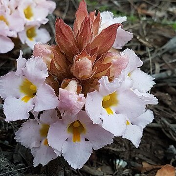 Harveya purpurea unspecified picture