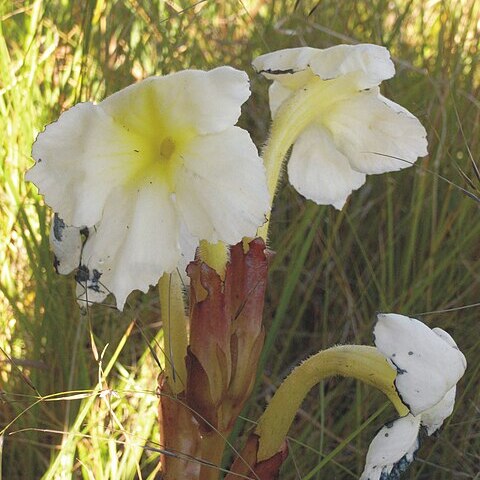 Harveya speciosa unspecified picture