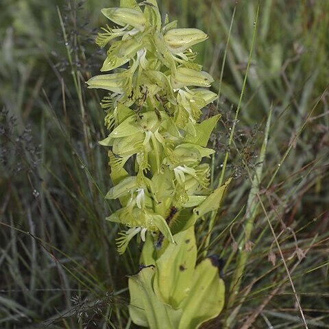 Habenaria praestans unspecified picture