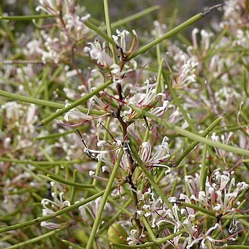 Hakea polyanthema unspecified picture