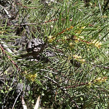 Hakea pachyphylla unspecified picture