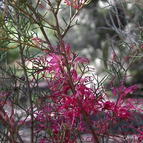 Hakea purpurea unspecified picture