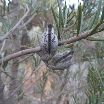 Hakea pendens unspecified picture