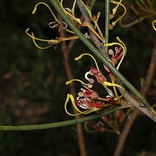 Hakea platysperma unspecified picture