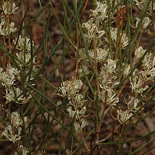 Hakea adnata unspecified picture