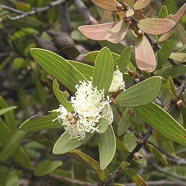 Hakea ambigua unspecified picture