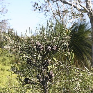 Hakea actites unspecified picture