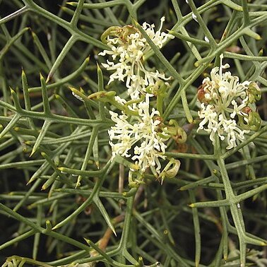 Hakea horrida unspecified picture