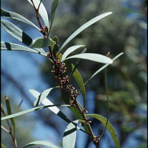 Hakea hookeriana unspecified picture