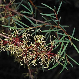 Hakea commutata unspecified picture