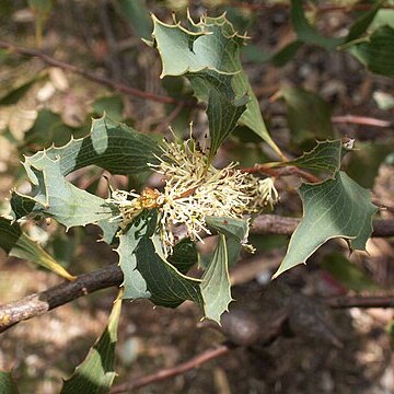 Hakea undulata unspecified picture