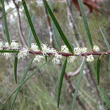 Hakea ulicina unspecified picture