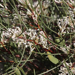 Hakea trifurcata unspecified picture