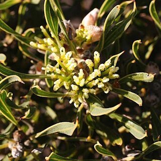 Hakea eneabba unspecified picture