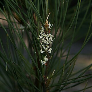 Hakea dohertyi unspecified picture