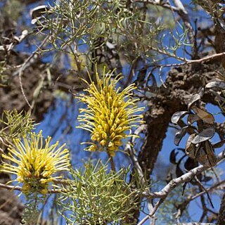 Hakea eyreana unspecified picture