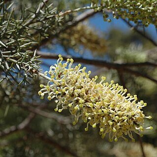 Hakea ednieana unspecified picture