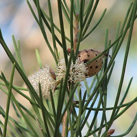 Hakea drupacea unspecified picture