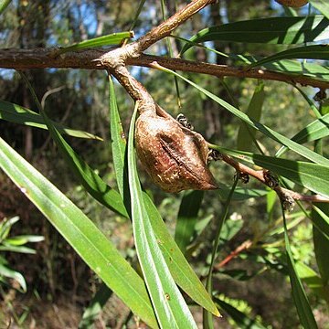 Hakea eriantha unspecified picture