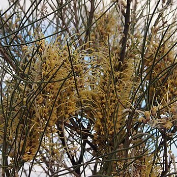 Hakea lorea unspecified picture