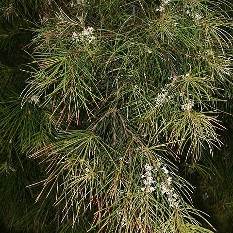 Hakea macraeana unspecified picture