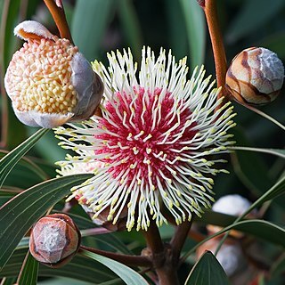 Hakea laurina unspecified picture