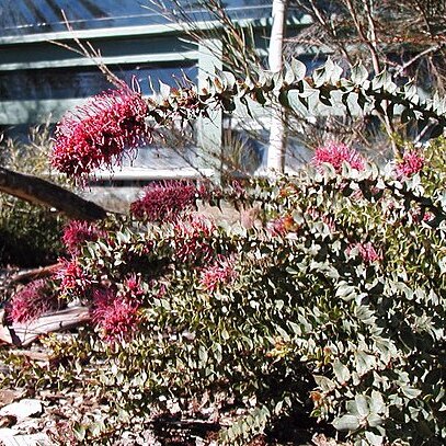 Hakea myrtoides unspecified picture