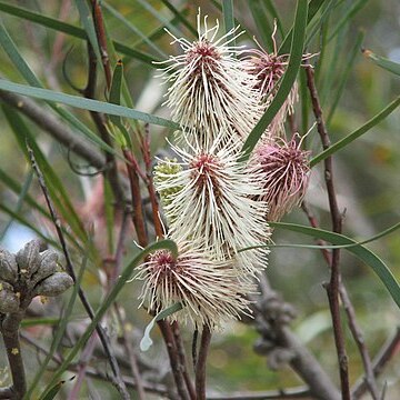 Hakea minyma unspecified picture