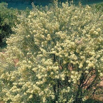 Hakea leucoptera unspecified picture