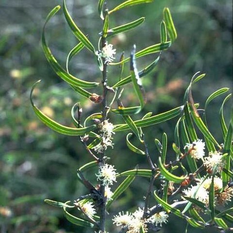 Hakea stenocarpa unspecified picture