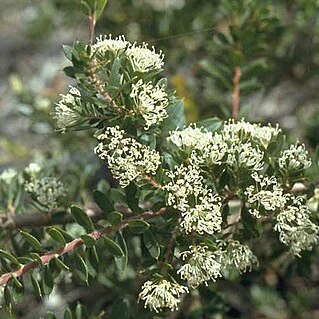 Hakea ruscifolia unspecified picture