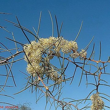 Hakea recurva unspecified picture