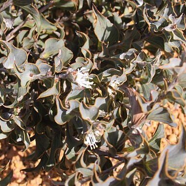 Hakea smilacifolia unspecified picture