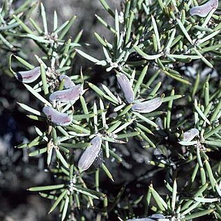 Hakea collina unspecified picture