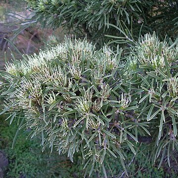 Hakea corymbosa unspecified picture