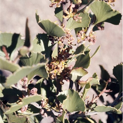 Hakea baxteri unspecified picture