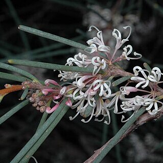 Hakea cycloptera unspecified picture