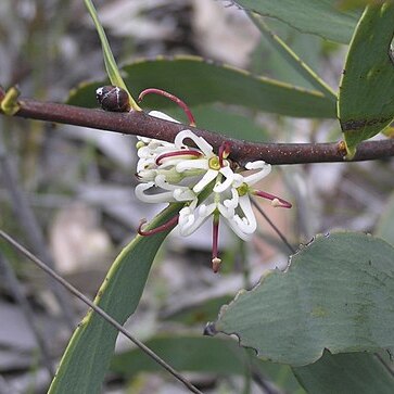 Hakea cyclocarpa unspecified picture