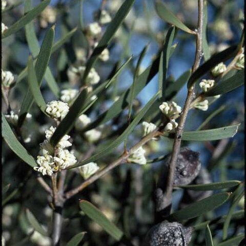 Hakea cygna unspecified picture